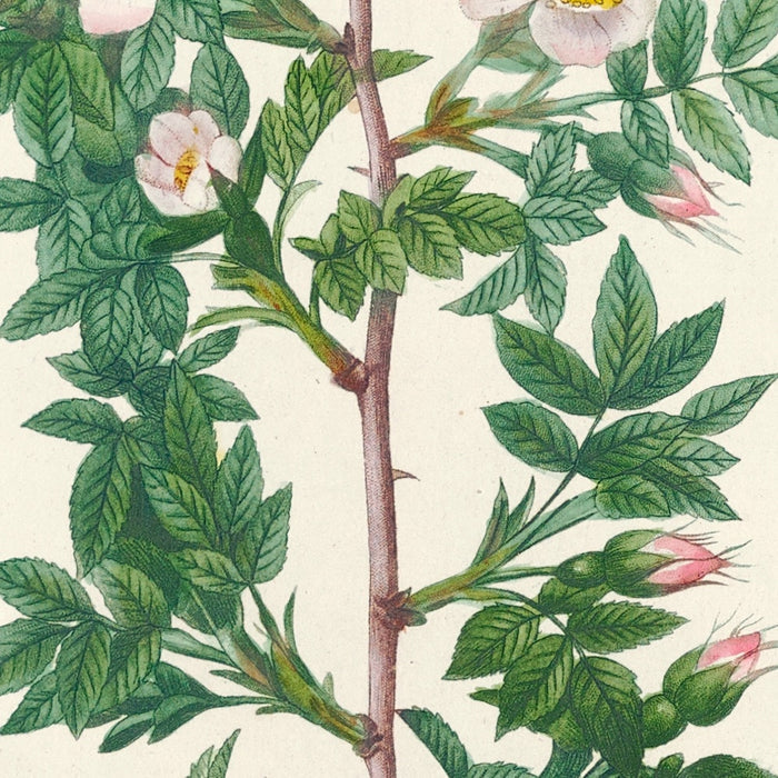 Rosa Aciphylla by Pierre Joseph Redouté, 1817