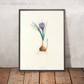 A framed image of Saffron Crocus (Crocus sativus, Plate 4) by Pierre Joseph Redouté, 1805