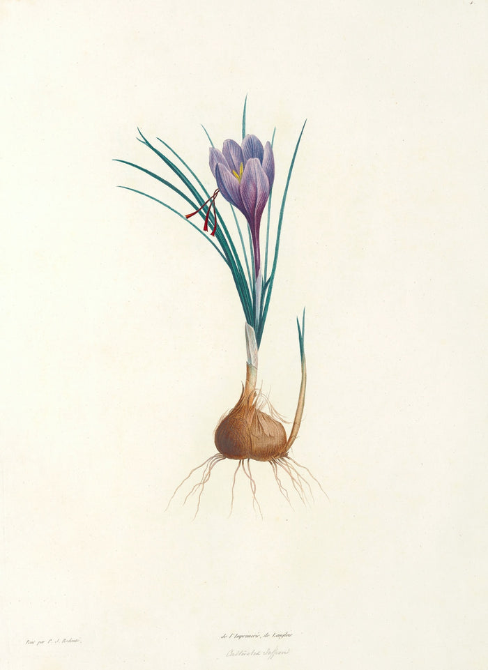Saffron Crocus (Crocus sativus, Plate 4) by Pierre Joseph Redouté, 1805