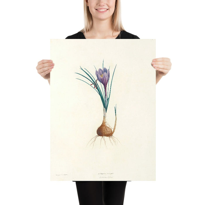 Saffron Crocus (Crocus sativus, Plate 4) by Pierre Joseph Redouté, 1805