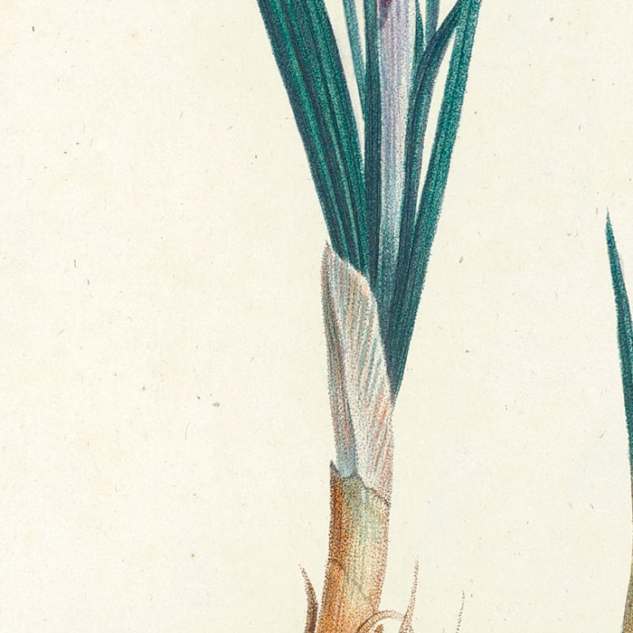 Saffron Crocus (Crocus sativus, Plate 4) by Pierre Joseph Redouté, 1805