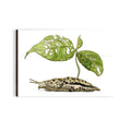 PinkPolish Design Magnets "Slug Sprout" Wood Refrigerator Magnet