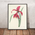 A framed image of St. James's Lily (Plate 7) by Pierre Joseph Redouté, 1827