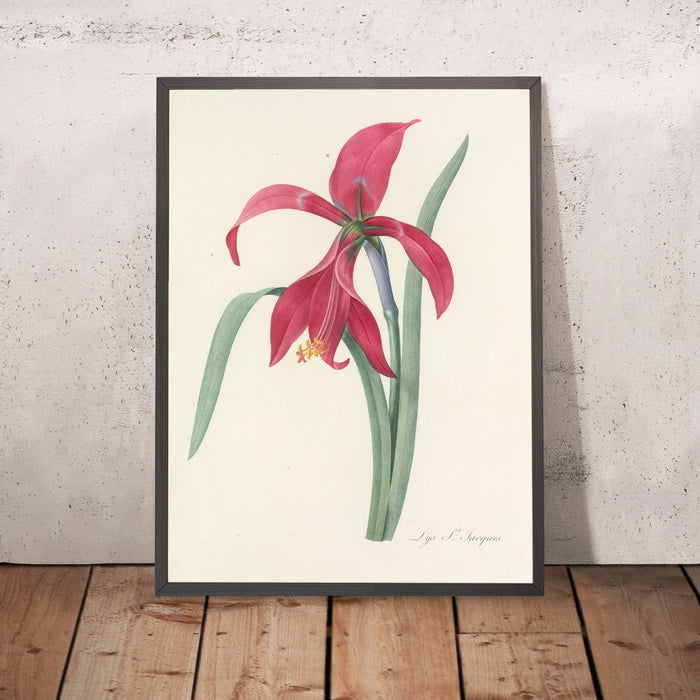 A framed image of St. James's Lily (Plate 7) by Pierre Joseph Redouté, 1827