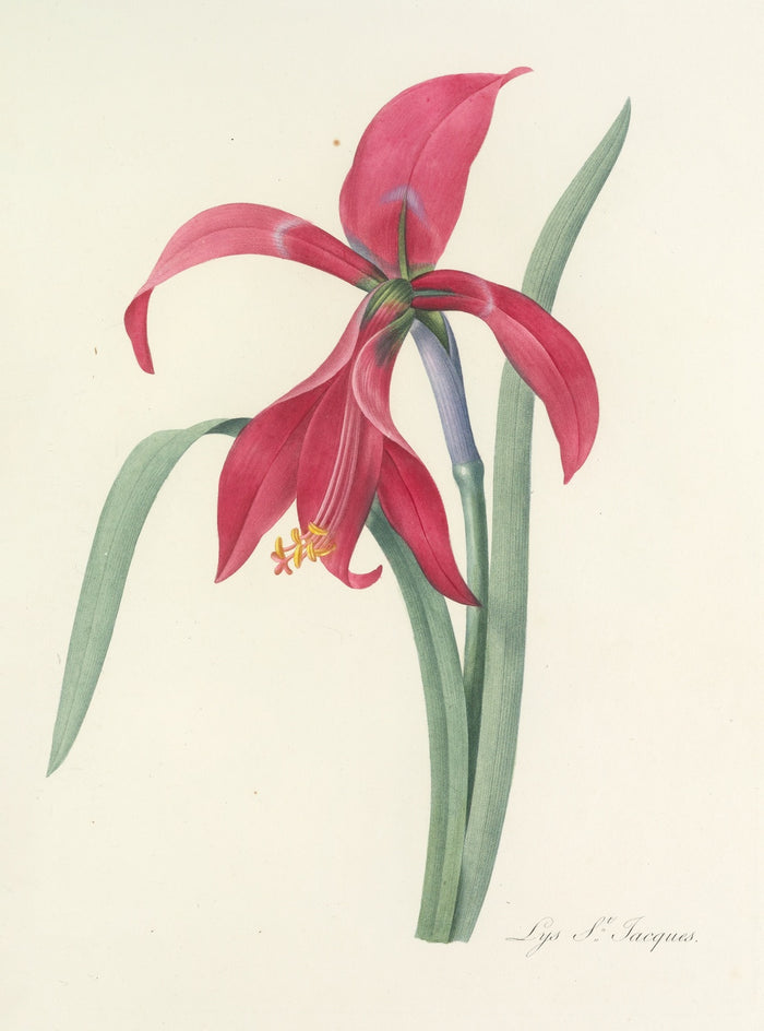 St. James's Lily (Plate 7) by Pierre Joseph Redouté, 1827