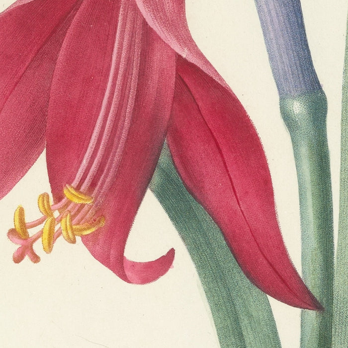 St. James's Lily (Plate 7) by Pierre Joseph Redouté, 1827