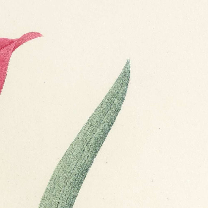 St. James's Lily (Plate 7) by Pierre Joseph Redouté, 1827