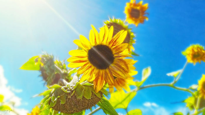 Sunflower and Sunlight Canvas Print