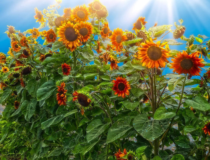 Sunflower Pack Canvas Print