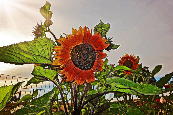 Sunflowers and Storm Canvas Print