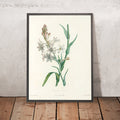 A framed image of Tuberose (Polianthes tuberosa, Plate 6) by Pierre Joseph Redouté, 1805