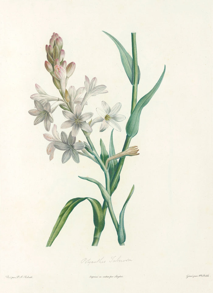 Tuberose (Polianthes tuberosa, Plate 6) by Pierre Joseph Redouté, 1805