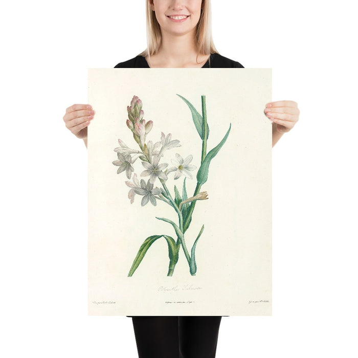 Tuberose (Polianthes tuberosa, Plate 6) by Pierre Joseph Redouté, 1805