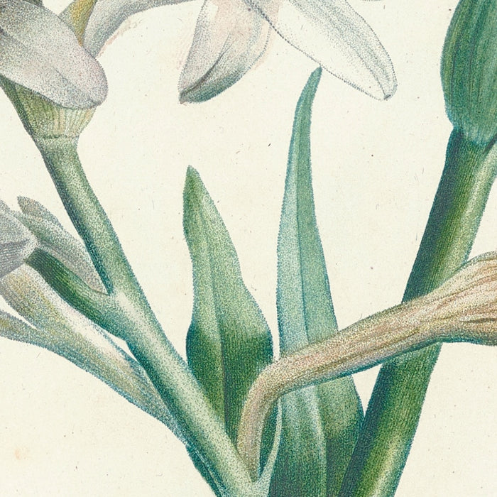Tuberose (Polianthes tuberosa, Plate 6) by Pierre Joseph Redouté, 1805