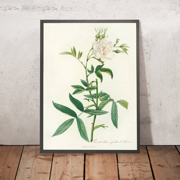 A framed image of White Rose (Rosa Alba Cimbaefolia) by Pierre Joseph Redouté, 1817