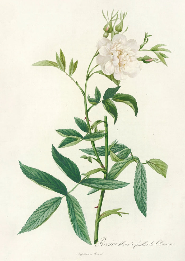 White Rose (Rosa Alba Cimbaefolia) by Pierre Joseph Redouté, 1817