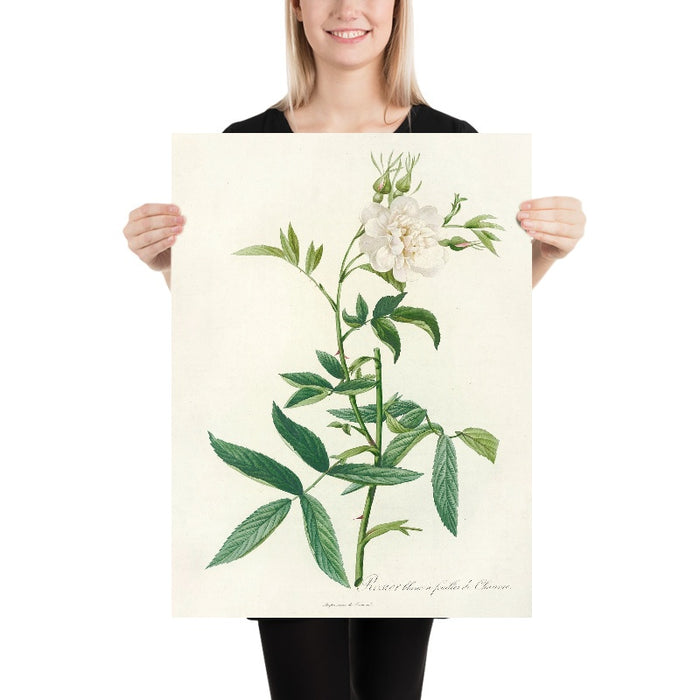 White Rose (Rosa Alba Cimbaefolia) by Pierre Joseph Redouté, 1817