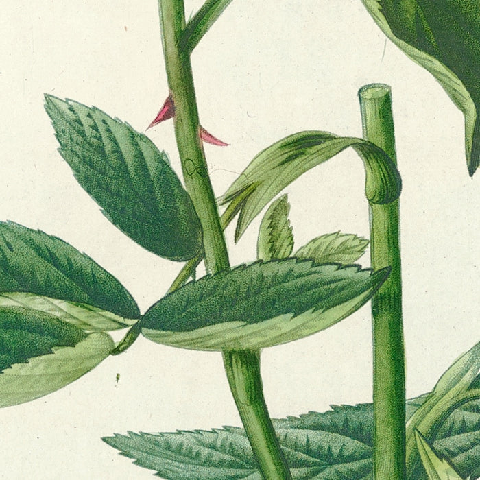 White Rose (Rosa Alba Cimbaefolia) by Pierre Joseph Redouté, 1817