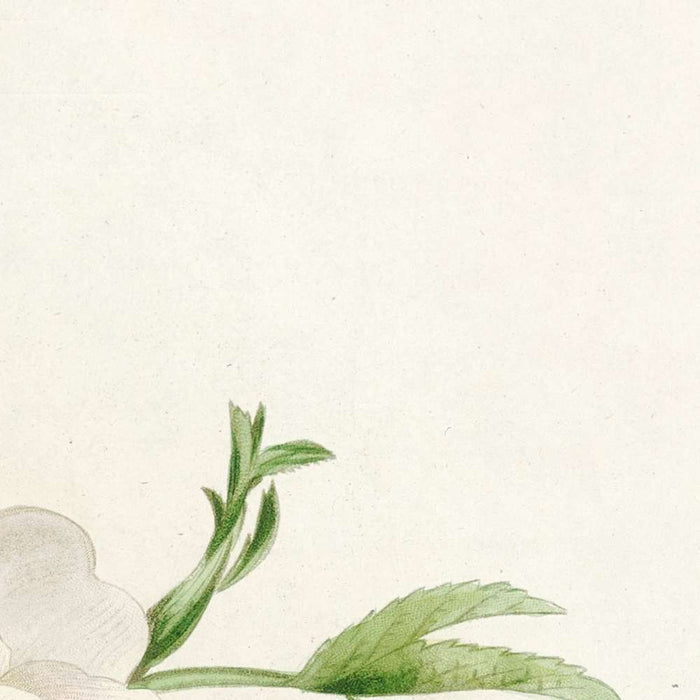 White Rose (Rosa Alba Cimbaefolia) by Pierre Joseph Redouté, 1817
